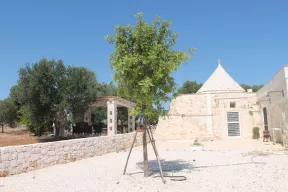 trullo calamo in affitto a ostuni
