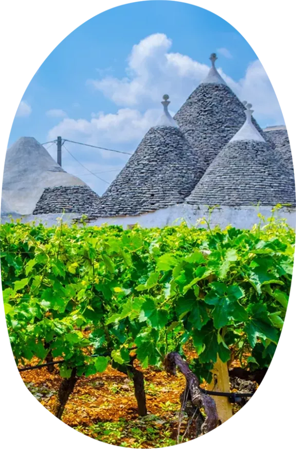 Apulia Harvest Apulia Harvest