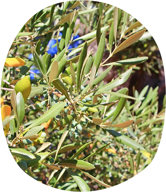 Olive leaves